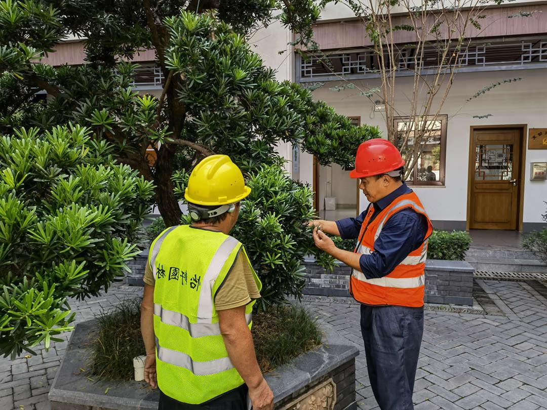 菲律宾网赌合法平台李主管讲解植物修剪知识